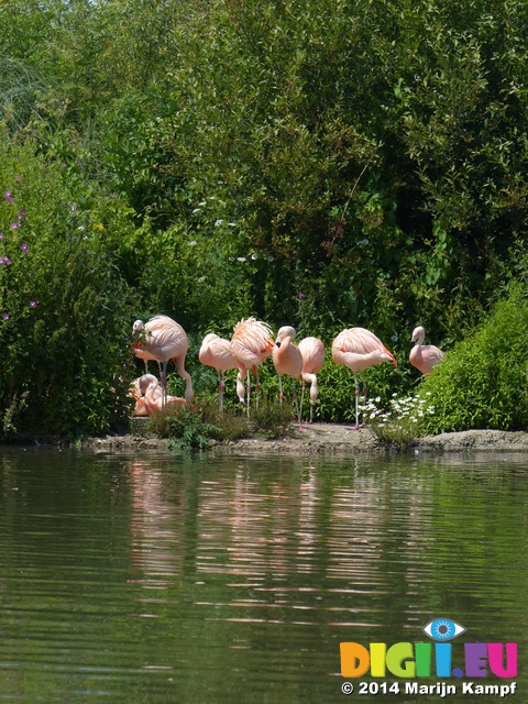 FZ006060 Chilean flamingos (Phoenicopterus chilensis)